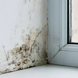 Mold Insurance Claims