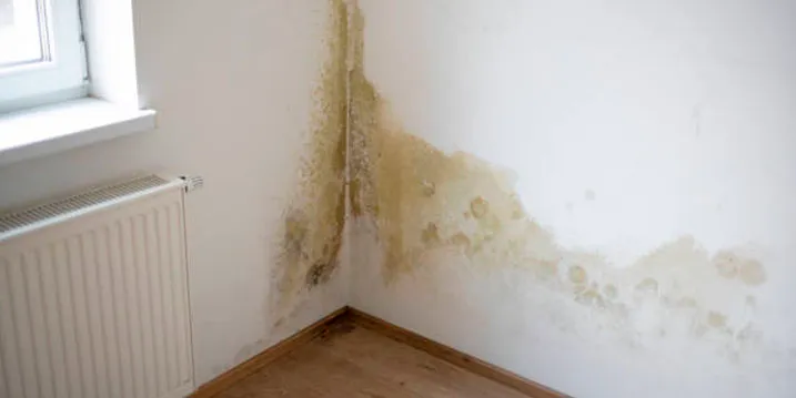 Why Do I Need Mold Insurance