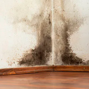 mold damage claim