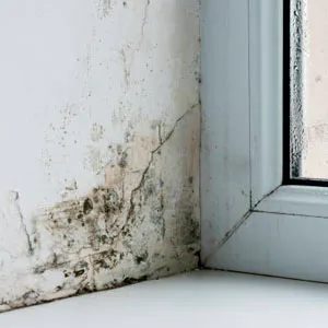mold damage
