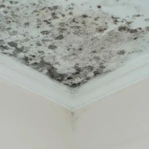 mold insurance claim