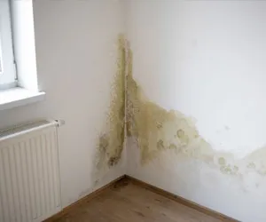 mold public adjuster